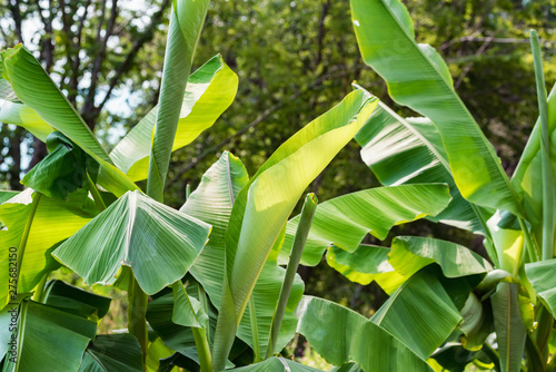 Close up green leaves of banana tree growinf in park photo