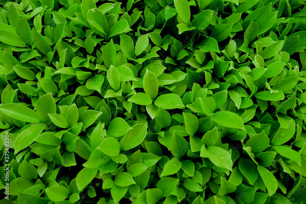 Banyan bush very fresh in the garden and beauty.