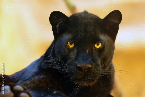 Fototapeta na wymiar Portret lamparta (Panthera pardus). Lamparty melanistyczne są również nazywane czarnymi panterami.
