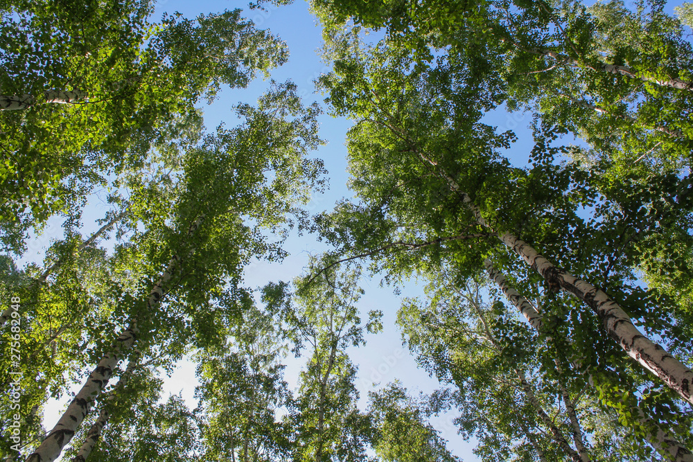 Obraz premium tree in the sky