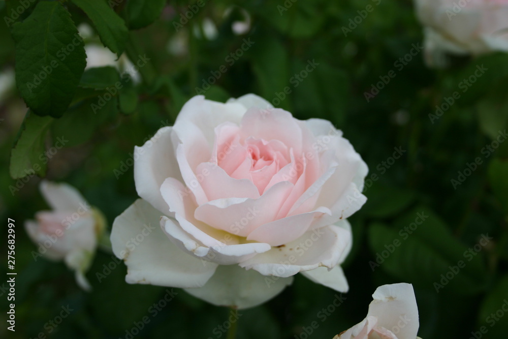 薔薇 薔薇
