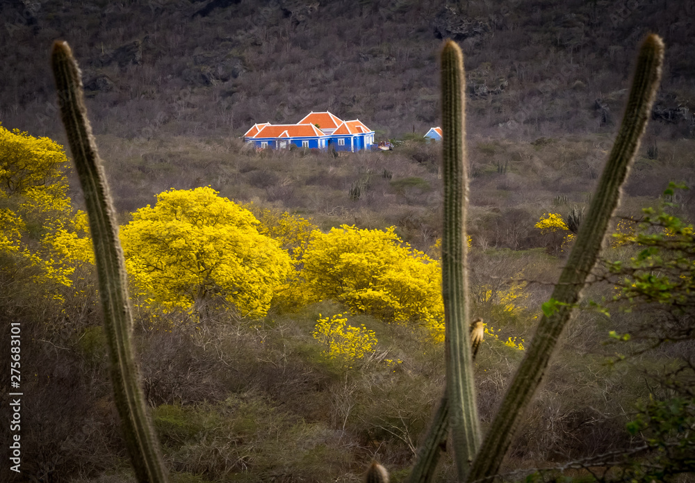 Yellow Kibrahacha (Tabebuia Billbergii) trees.on the Caribbean island ...
