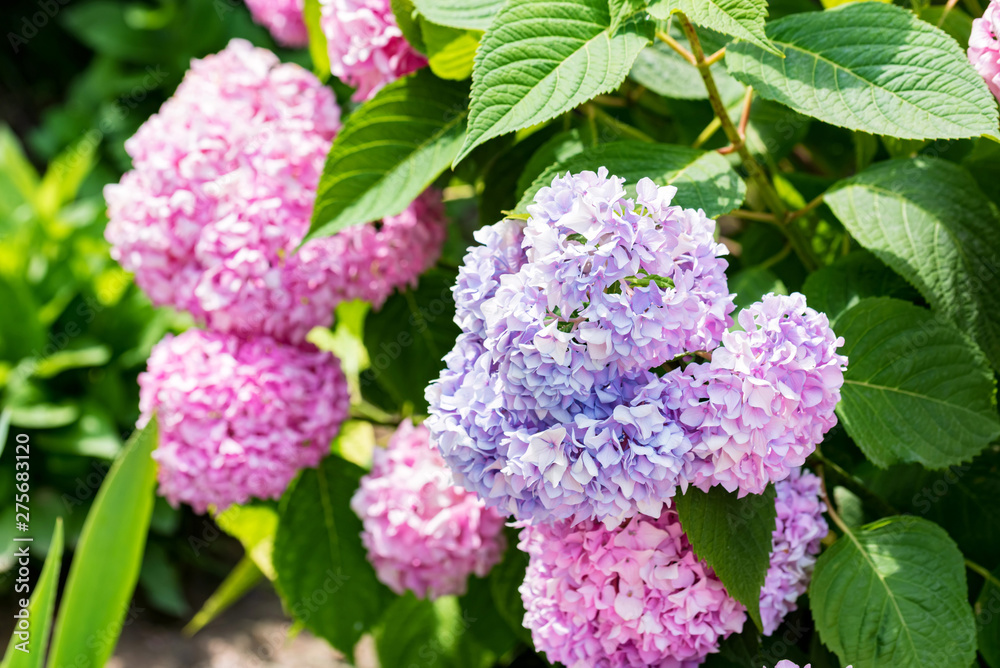 Pink and violet Hydrangea flowers blooming in spring and summer in a garden. Pink and violet Hydrangea flowers blooming in spring and summer in a garden.