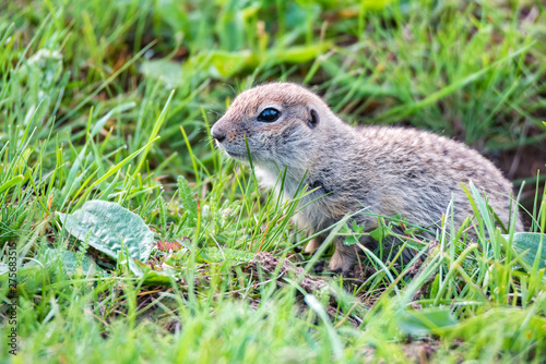 Mountain Caucasian Gopher or Spermophilus musicus in grass in Russia. photo