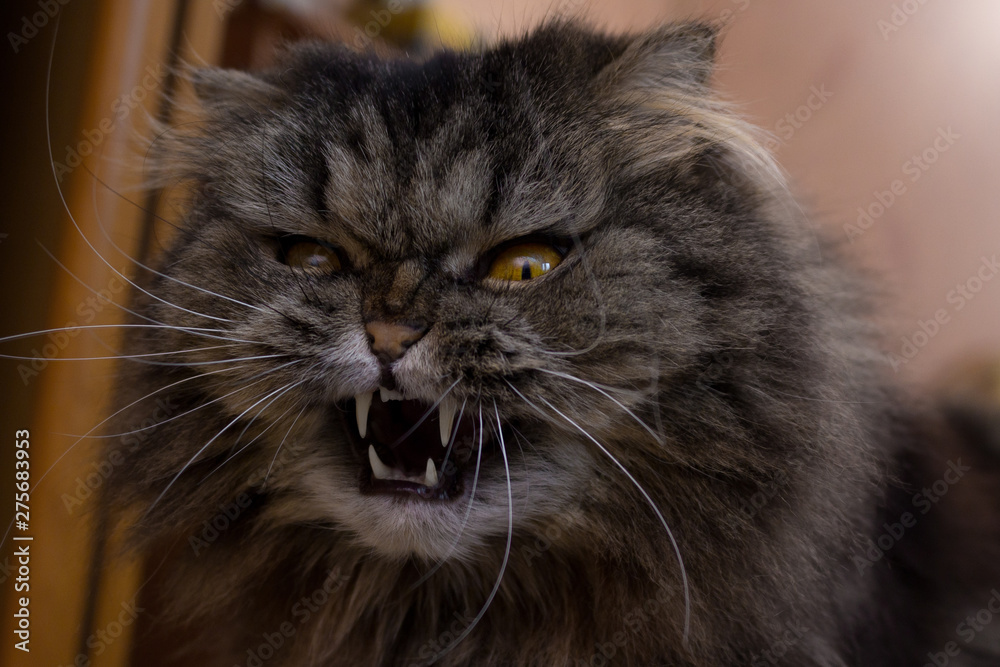 Close up portrait of serious angry gray furry scotish cat with orange eyes and big fangs. Cat is defending