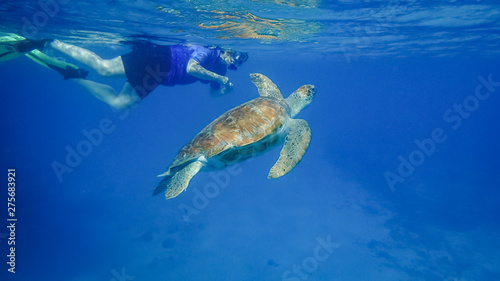    Swimming with turtles Views around the small Caribbean island of Curacao