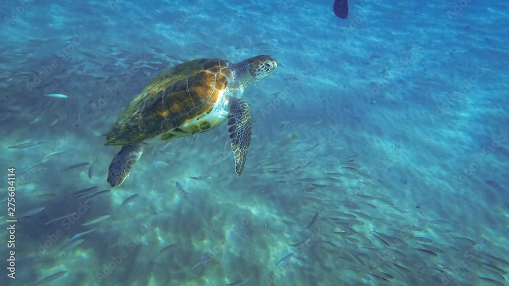 Obraz premium Swimming with turtles Views around the small Caribbean island of Curacao