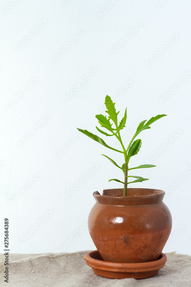 Fototapeta premium Green flower houseplant platicerium or deer horns growing in clay brown pot standing on natural fabric isolated on white textural background