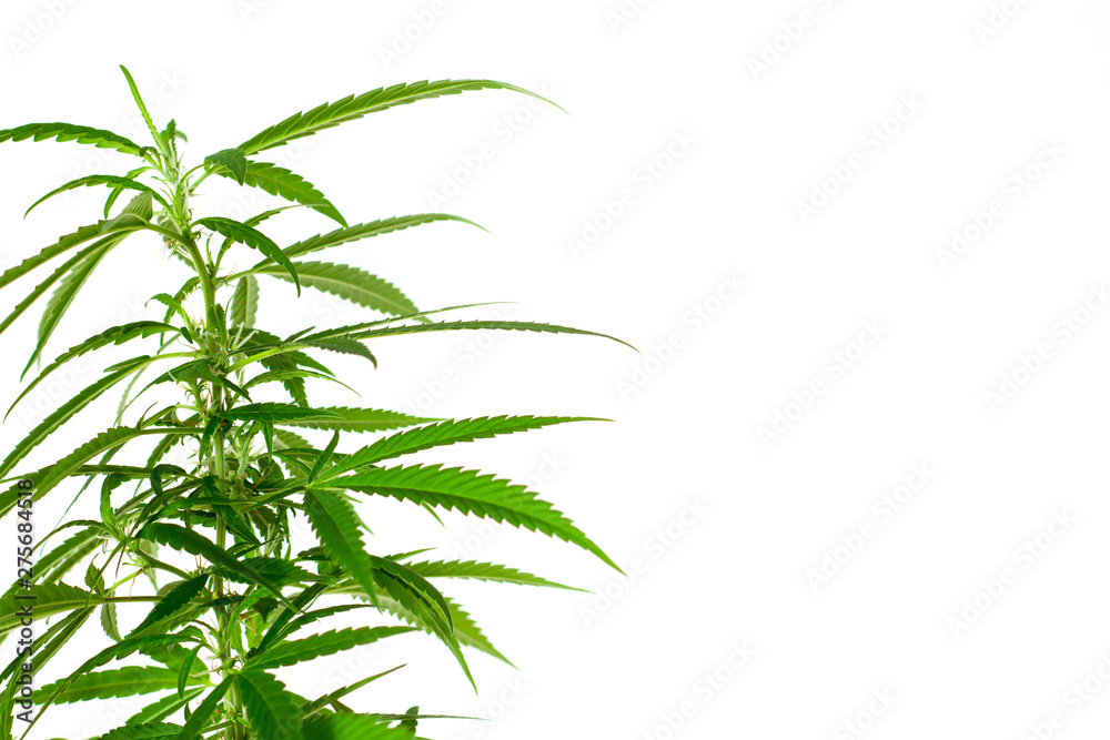 Closeup of plant of marijuana, weed or cannabis in pots at home on a white console against a white wall