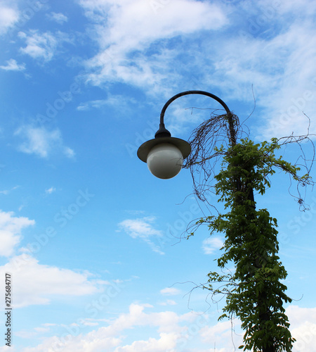 lantern entwined with climbing plant
