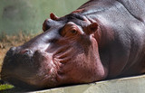 Hippopotamus amphibius, photographed at the zoo of Belo Horizonte, Minas Gerais, Brazil.