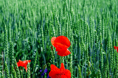 Red poppies in a field among green wheat. Agricultural theme