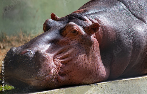Hippopotamus amphibius, photographed at the zoo of Belo Horizonte, Minas Gerais, Brazil.