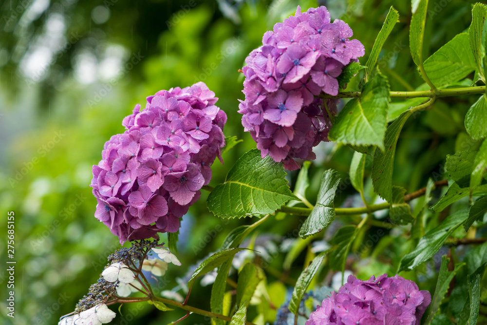 鎌倉の紫陽花