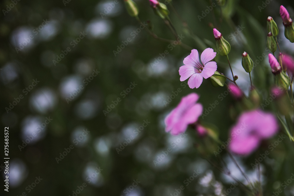 Obraz premium florescence_27