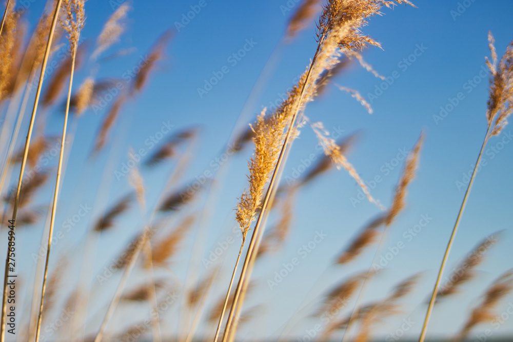 Fototapeta premium beach_7