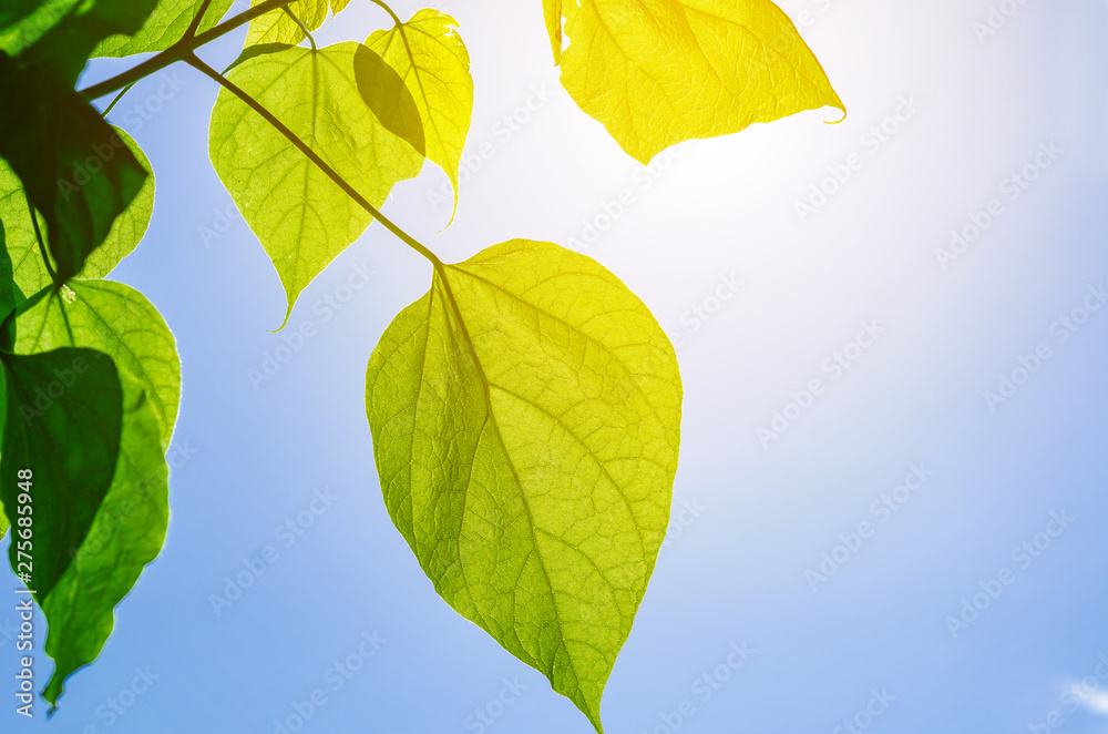 Green leaves of a catalpa tree on a background blue sky Green leaves of a catalpa tree on a background blue sky