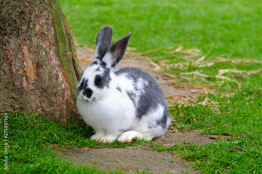 Rabbit with black and white fur on the green grass. Rabbit with black and white fur on the green grass.