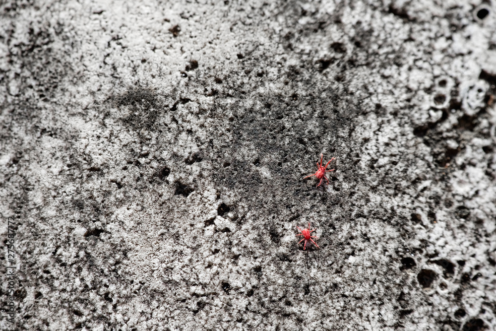 Red mite couple on rough concrete wall texture pattern background, insect nature wallpaper composition Red mite couple on rough concrete wall texture pattern background, insect nature wallpaper composition