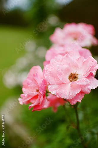 Blooms fragrant pink rose