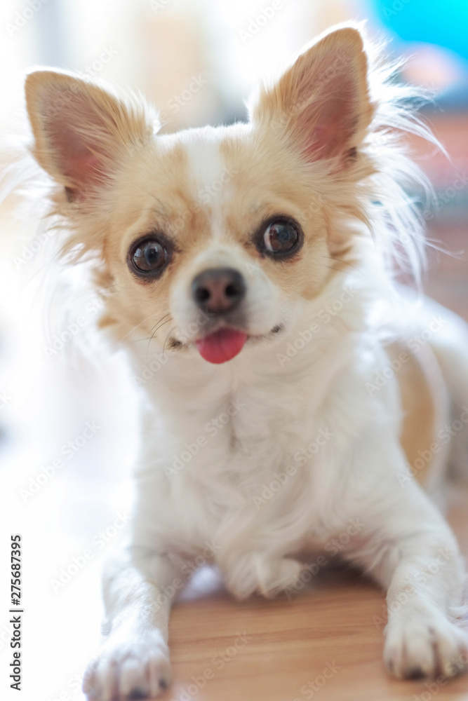 Small Chihuahua dog with a white and beige color with pink tongue on the floor.