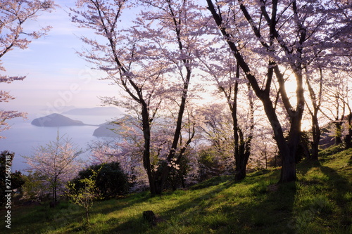 Cherry blossom trees on Mt. Shiude in spring morning