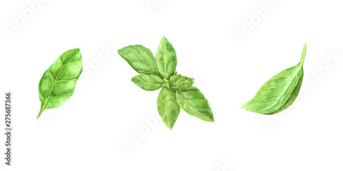 hand painted watercolor illustration set fresh green basil leaves. elements for design, recipe ingredient