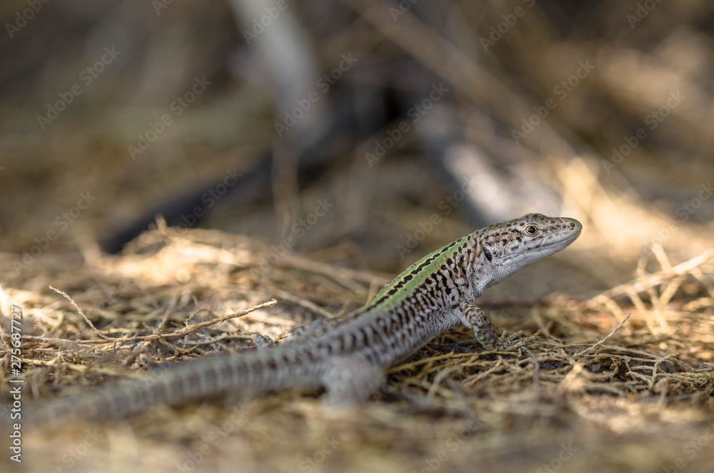 Lizard in the foreground among the shrubs Lizard in the foreground among the shrubs