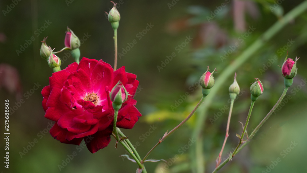Fototapeta premium red rose in garden