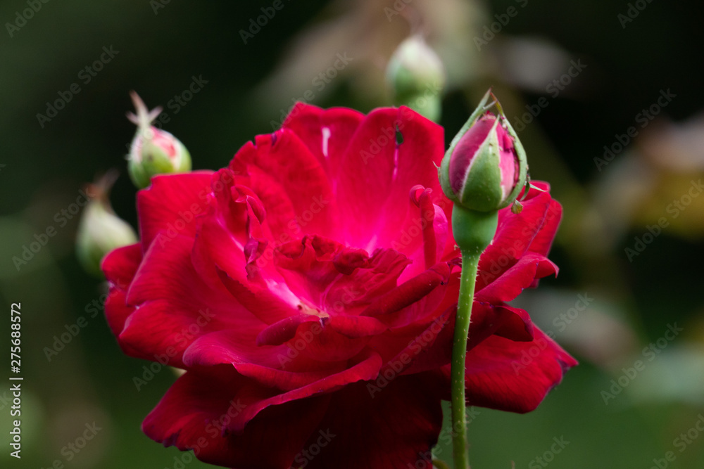 red rose in garden red rose in garden