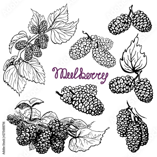 Set Mulberry. Hand drawn sketch graphics elements,black and white