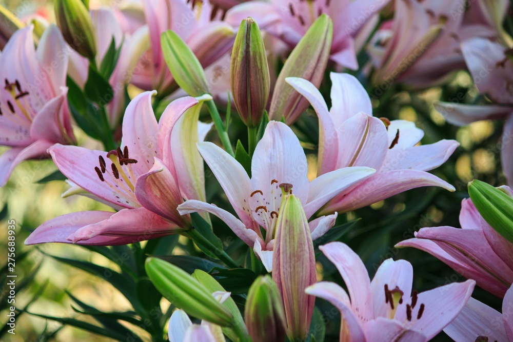 Obraz premium Lily flowers in the garden closeup
