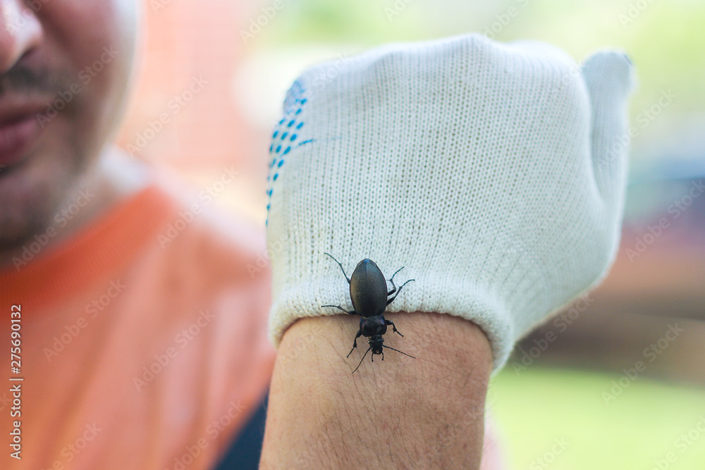 Obraz premium Insectophobia. a large black beetle on the man's arm. the hand is protected by a glove.