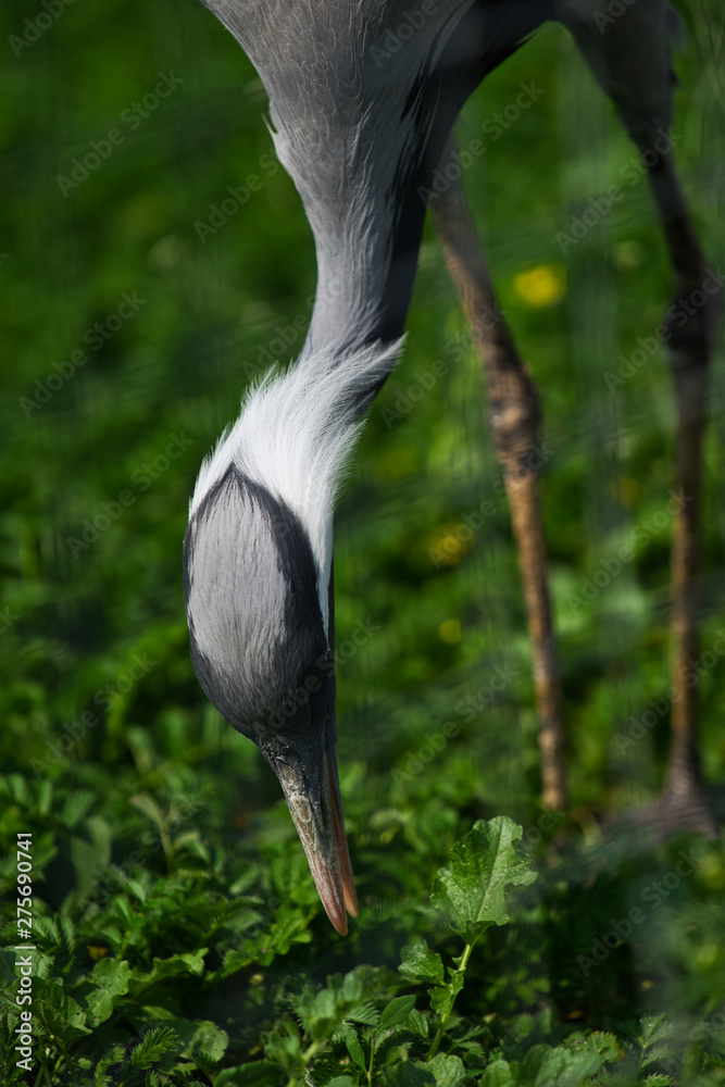 Naklejka premium Close-up of a grey heron lying at green grass