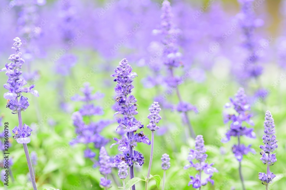 Fototapeta premium Macro details of Blue Lavender flowers with blurred field background