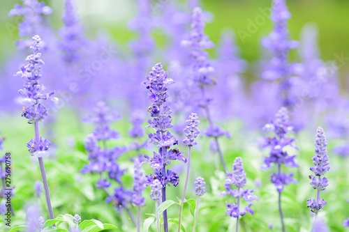 Macro details of Blue Lavender flowers with blurred field background