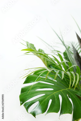 Fresh green palm leaves isolated on white background  summer plants object