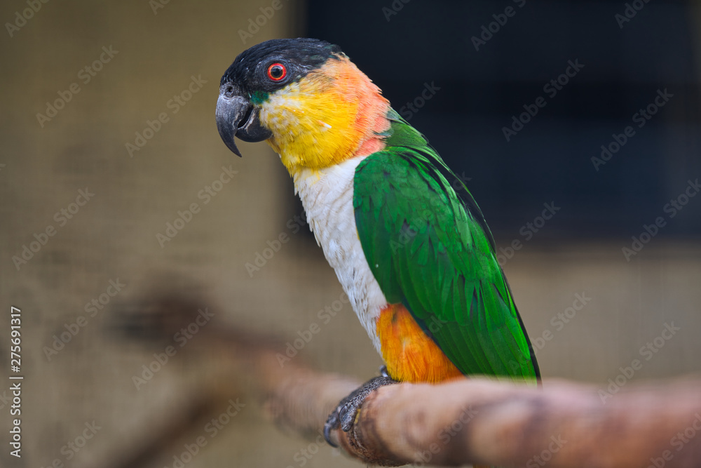 lovebird parrot sits on a tree branch lovebird parrot sits on a tree branch