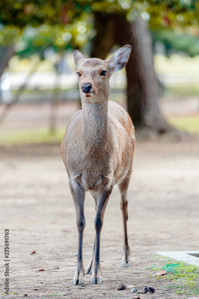 Obraz premium Deers in Nara park in Nara city at Japan. Park with animals in Japan