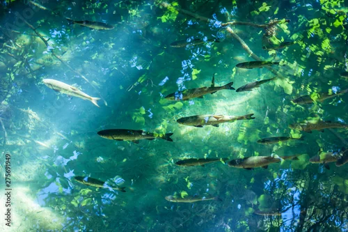 Obraz Like fish in water