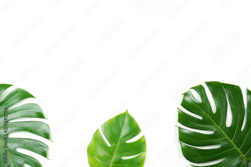 Fototapeta Fresh green palm leaves isolated on white background, summer plants object