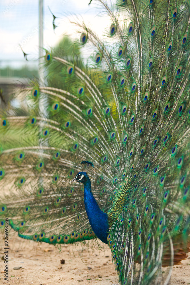 Fototapeta premium Beautiful peacock spread his wings