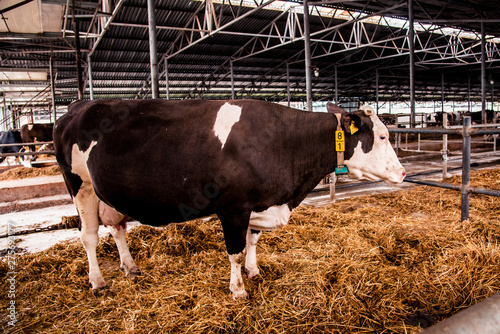 Large cow close-up on a modern farm in a cattle-breeding complex
