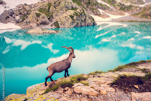 Beautiful carefree landscape with mountain goat near Emerald Lake in the French Alps near the Lac Blanc massif