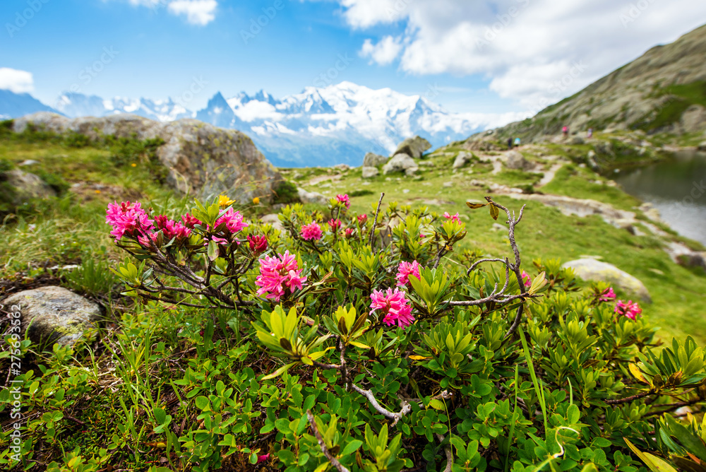 Fantastic view with rhododendron in the French Alps, region La Blanc.