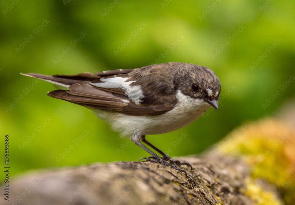 pied flycatcher pied flycatcher
