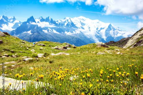 Charming spring-summer mountain landscape with stones and yellow flowers of dandelionin in French Alps, massif La Blanc. (Harmony, tourism, meditation - concept)