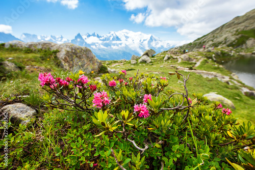 Obraz na płótnie Fantastic view with rhododendron in the French Alps, region La Blanc. w salonie