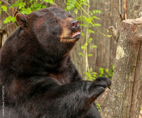 Florida Black Bear 