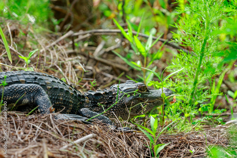 Fototapeta premium Small Florida Alligator